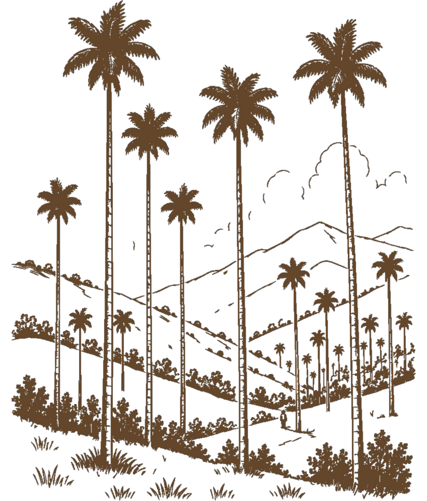 Ciabotti Coffee — origin landscape illustration